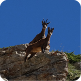 Parc Natural del Cadí-Moixeró