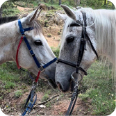 Hípica al Berguedà